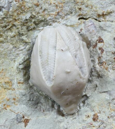 Blastoid (Pentremites) Fossil - Illinois #48641